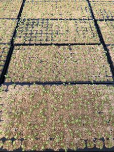 秋野菜　播種開始です！