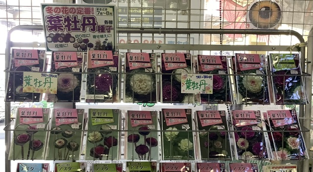 葉牡丹のまきどきですよ〜